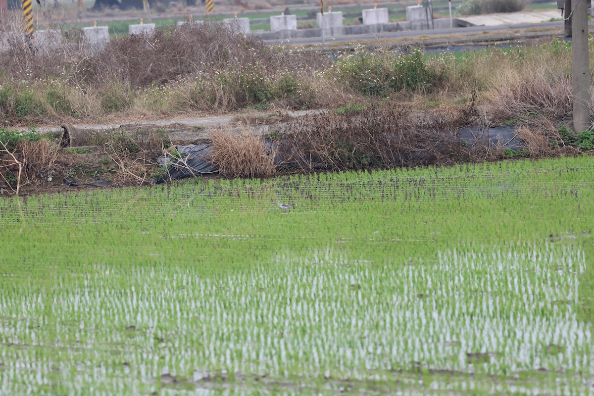 Common Greenshank - ML616510424