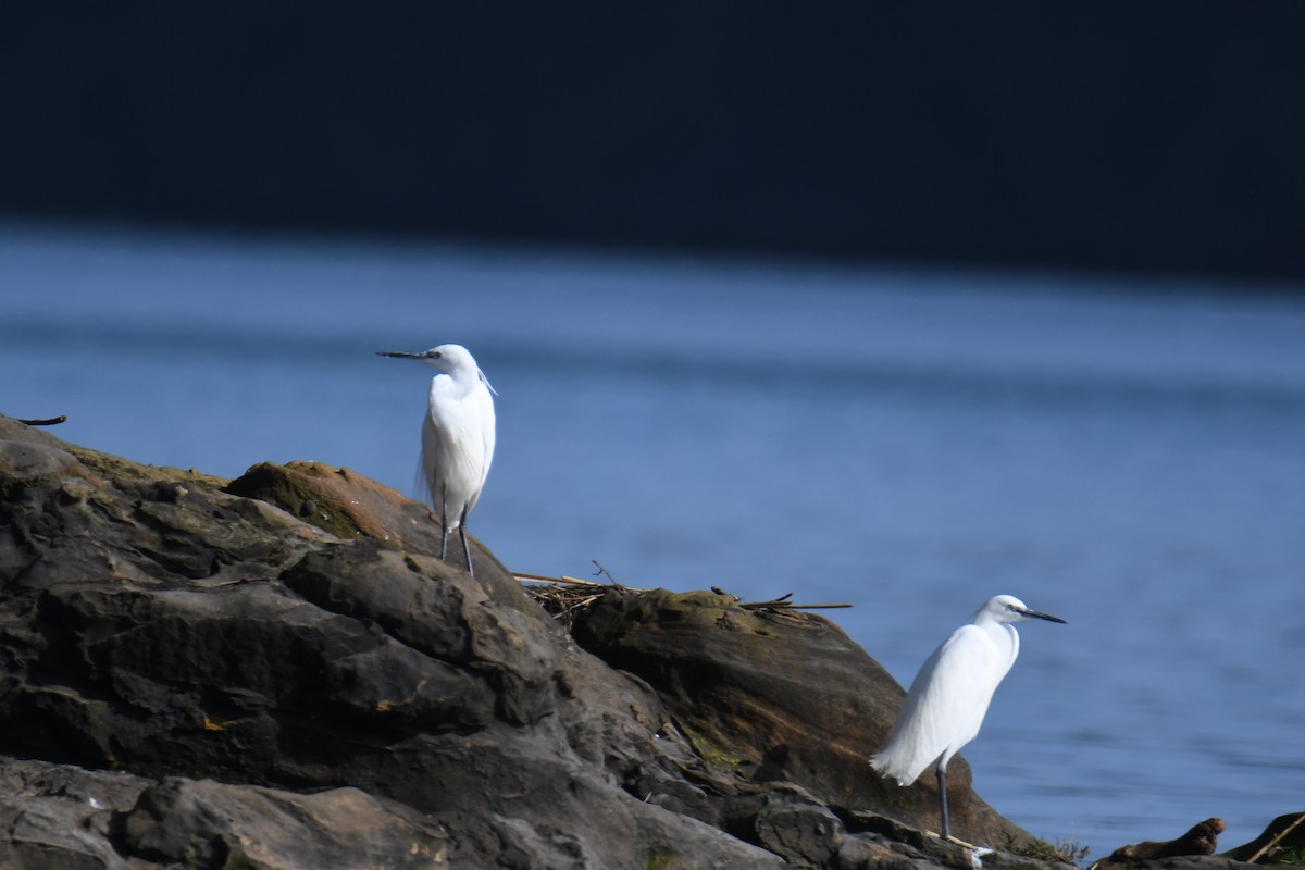 Little Egret - ML616510432