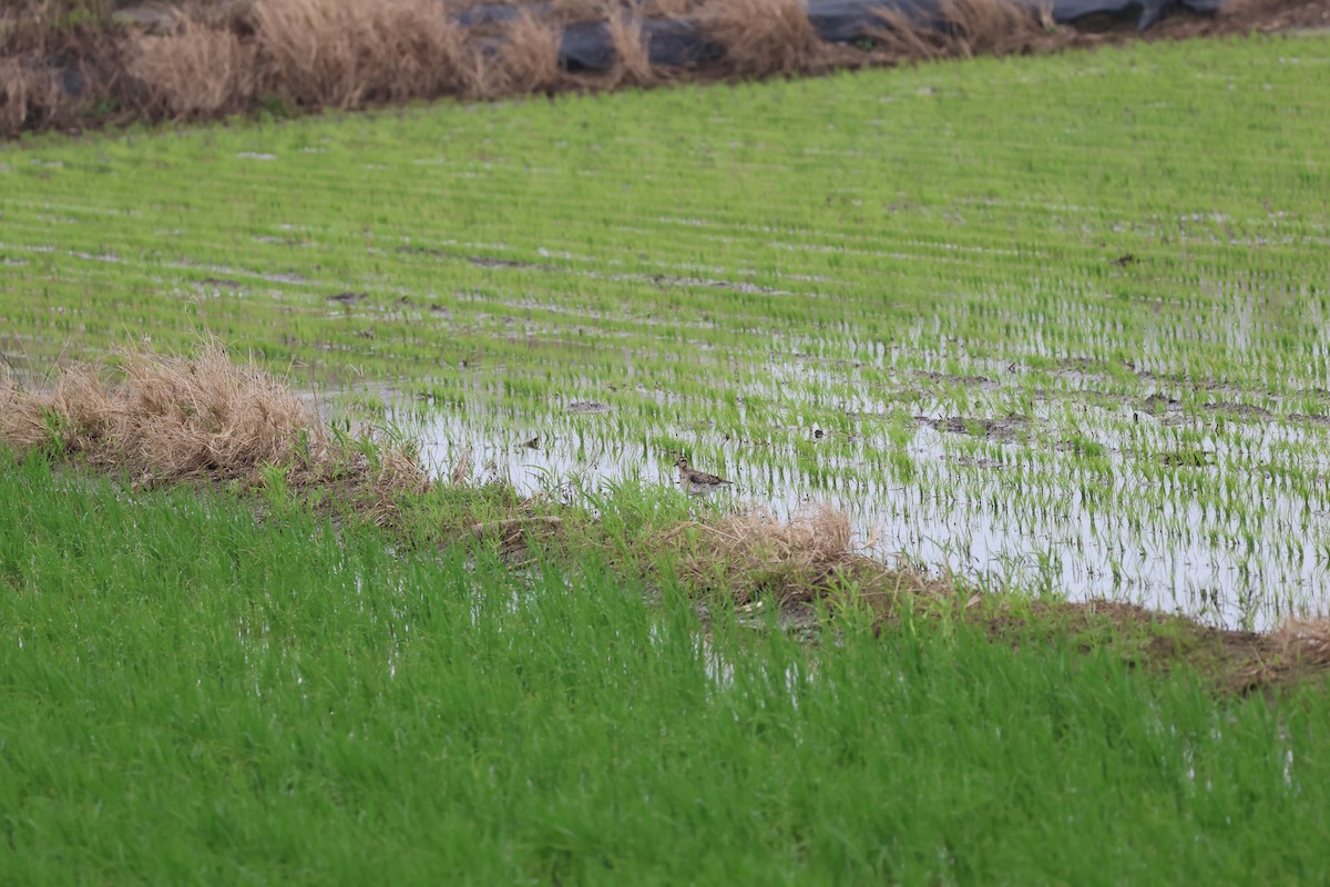 Pacific Golden-Plover - ML616510455