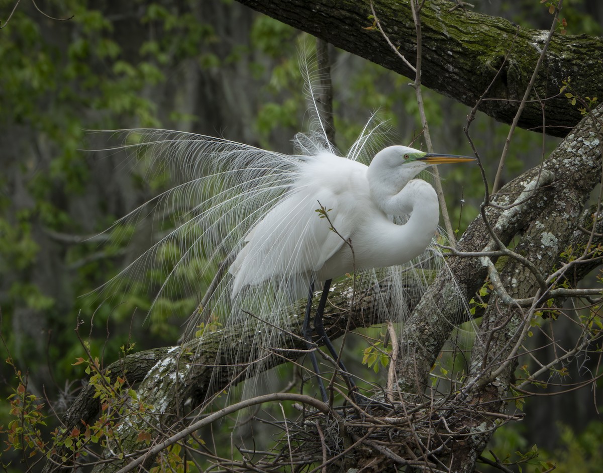 Great Egret - ML616510457