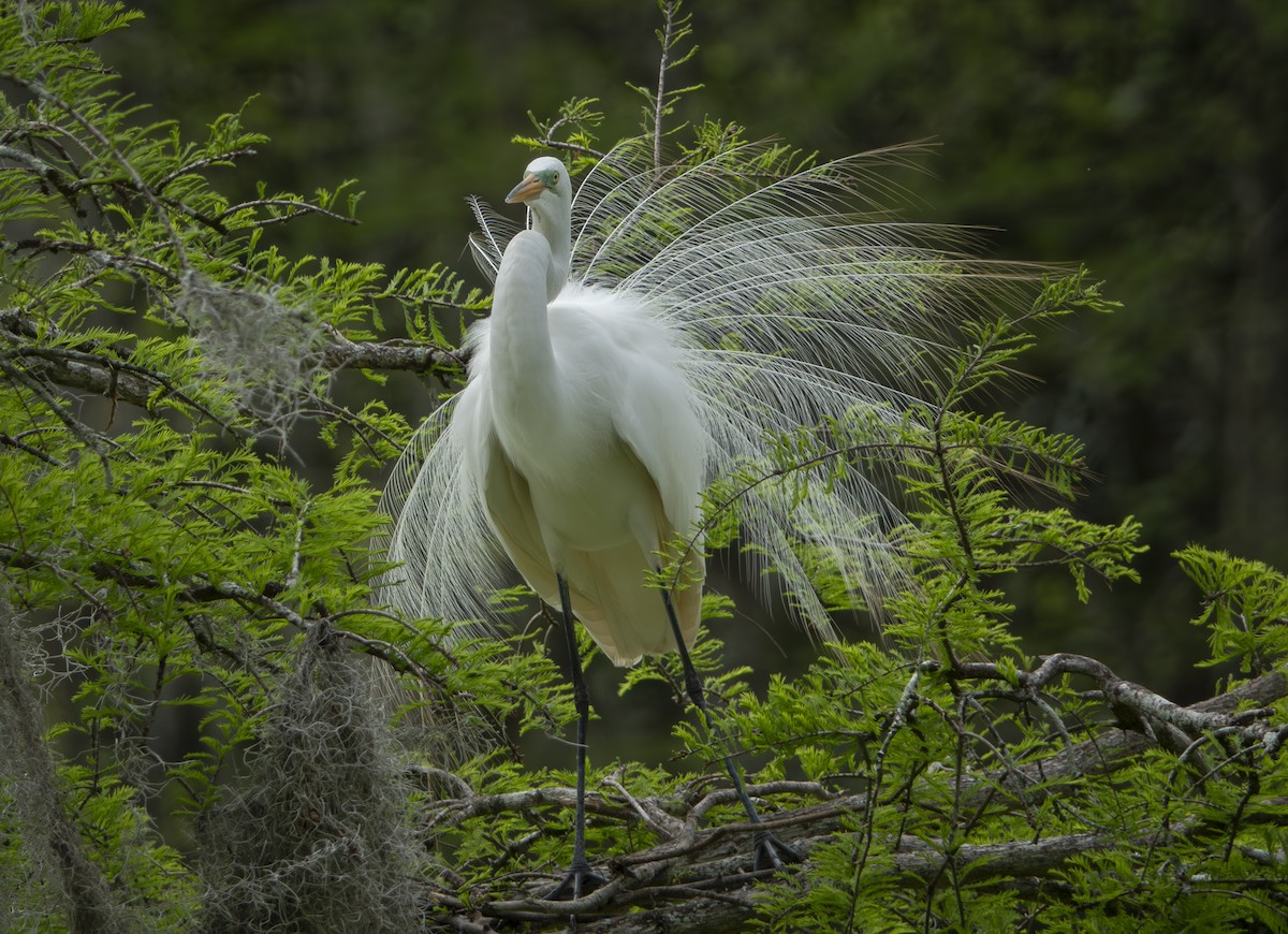 Great Egret - mark cavallo