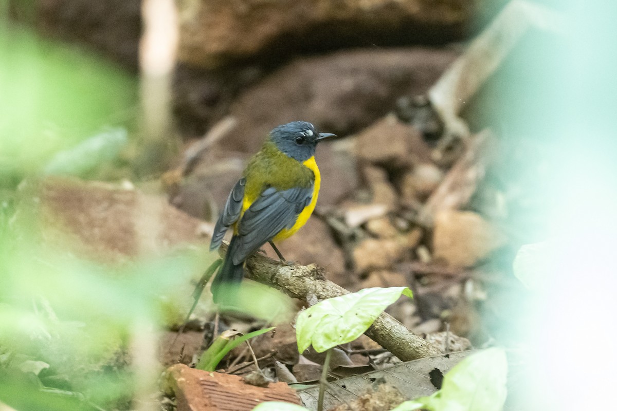 White-starred Robin - ML616510462