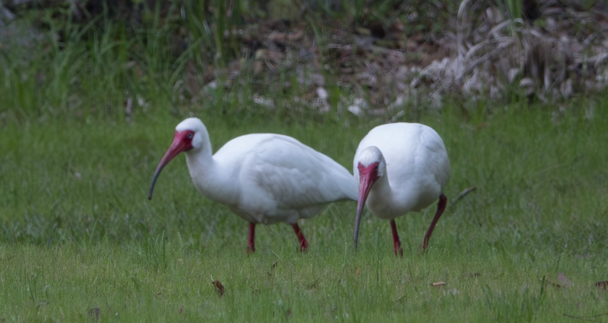 White Ibis - mark cavallo