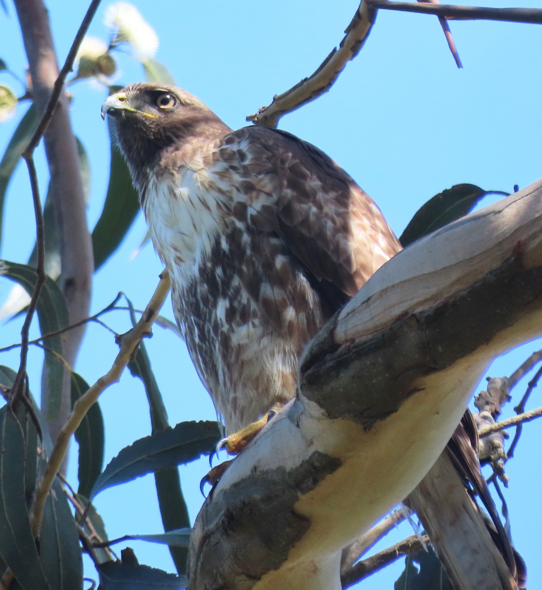 Red-tailed Hawk - Wanda Lo