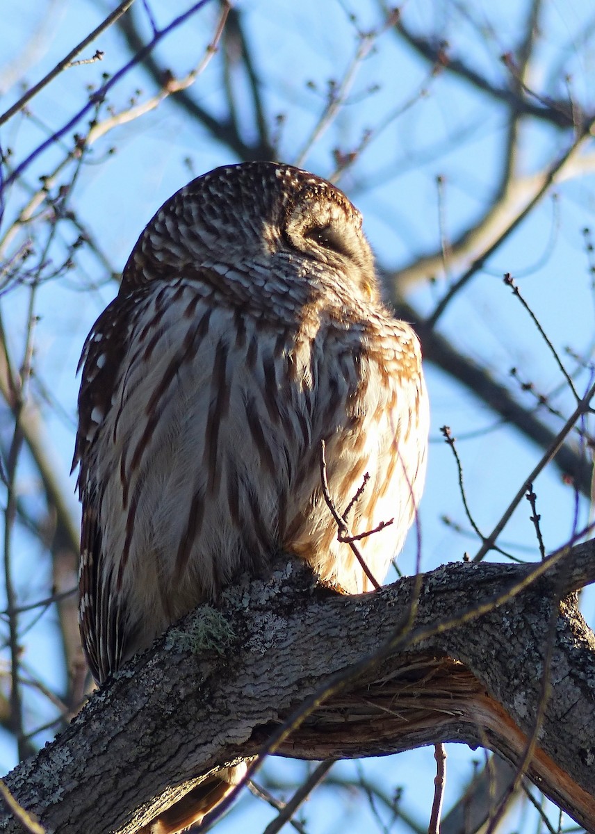 Barred Owl - ML616510518