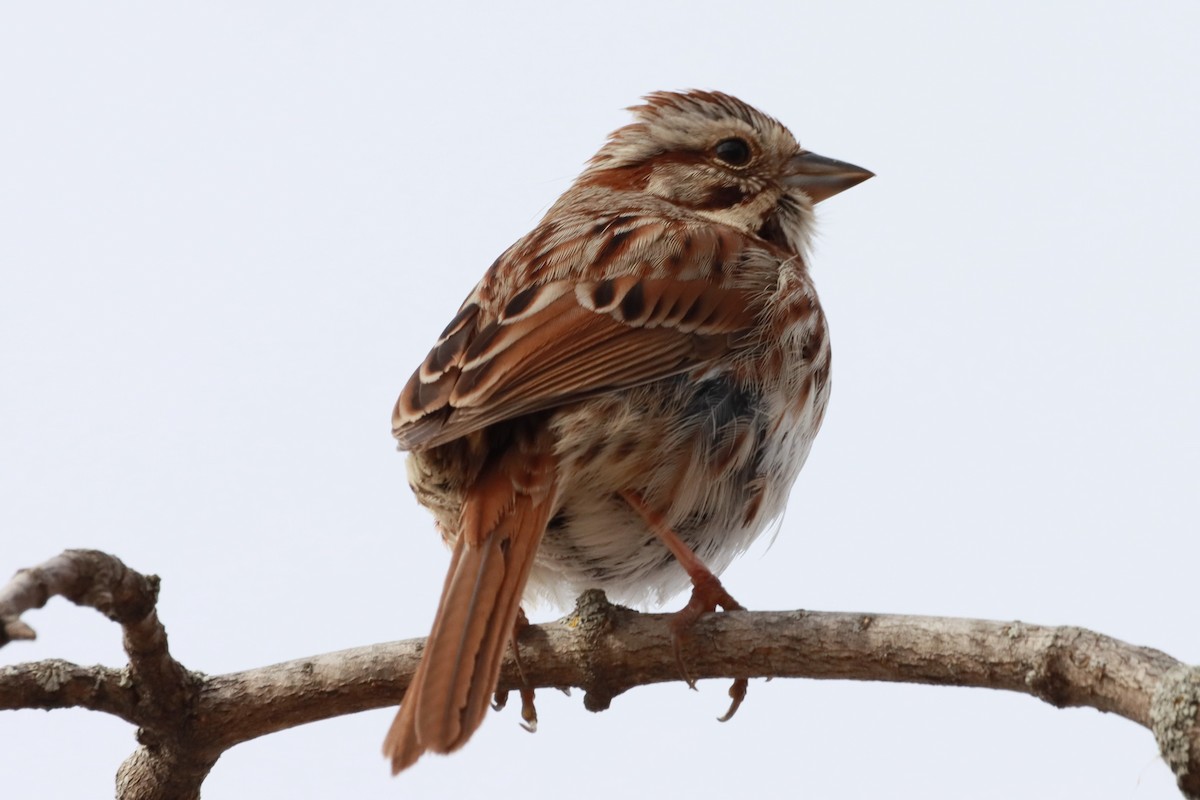 Song Sparrow - ML616510540