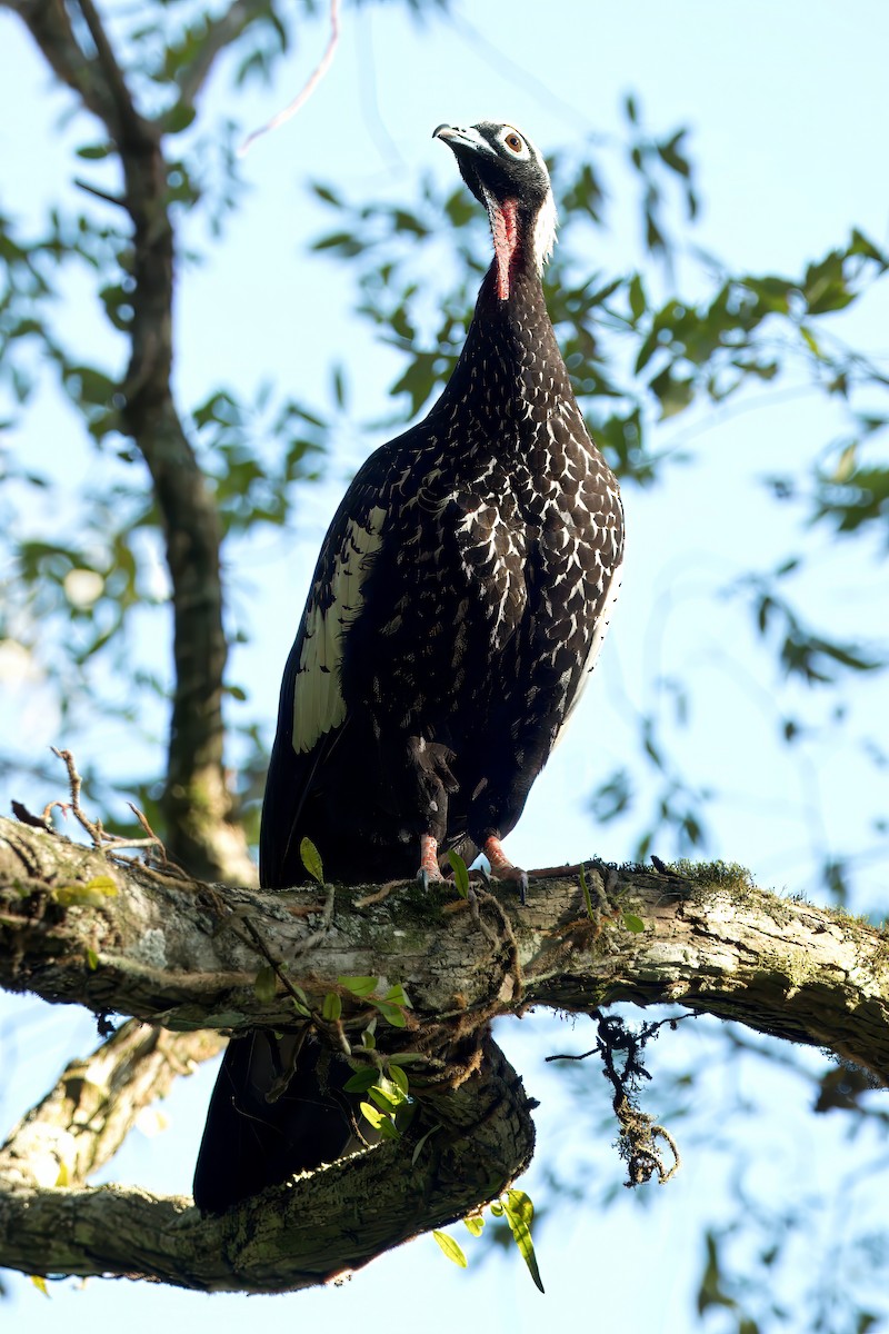 Black-fronted Piping-Guan - Paul Mulroney