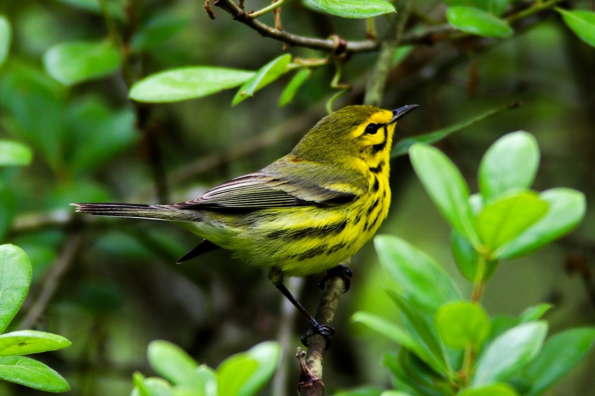 Prairie Warbler - ML616510571