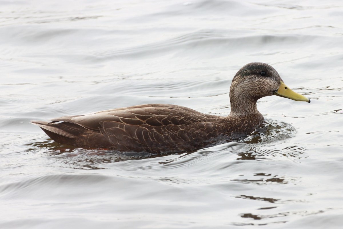 American Black Duck - ML616510584