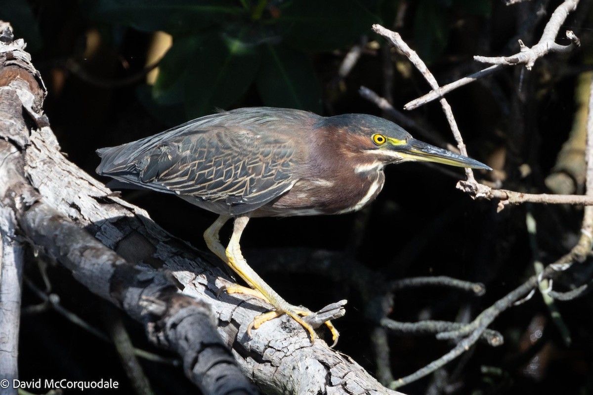 Green Heron - ML616510646