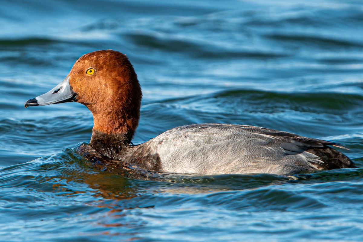 Redhead - Tim Vellutini