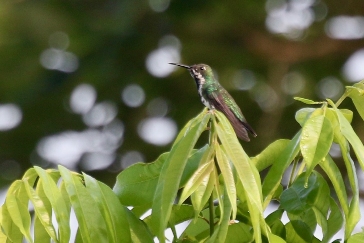 kolibřík tropický - ML616510695