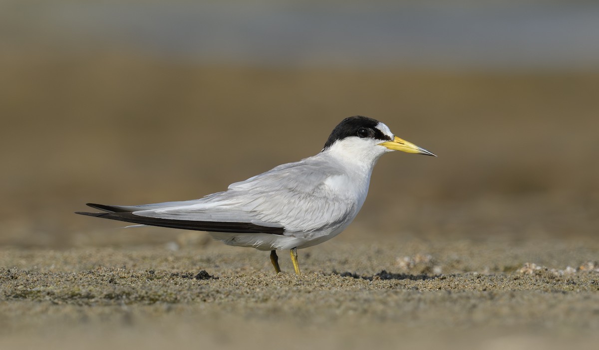 Saunders's Tern - ML616510713