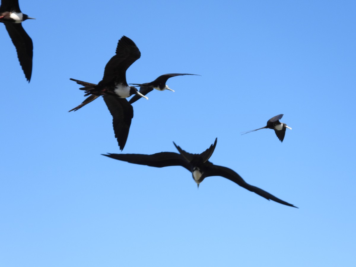 Magnificent Frigatebird - ML616510714