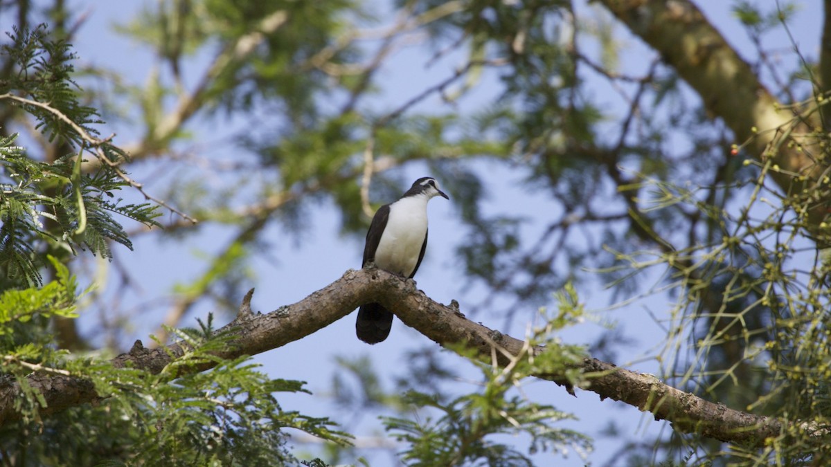 Palomita Tamborilera - ML616510736