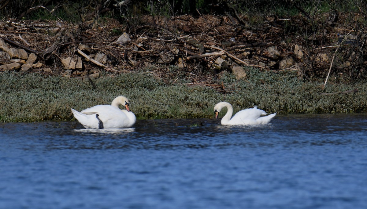 Mute Swan - José Barrueso Franco