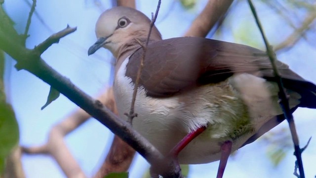 Grenada Dove - ML616510796