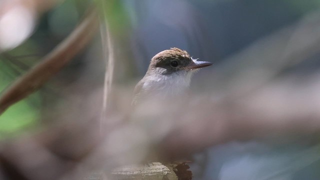 Grenada Flycatcher - ML616510802