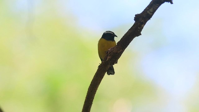 Bananaquit (Grenada) - ML616510805