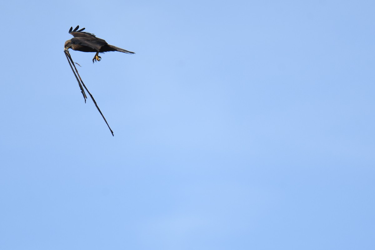 Black Kite - José Barrueso Franco