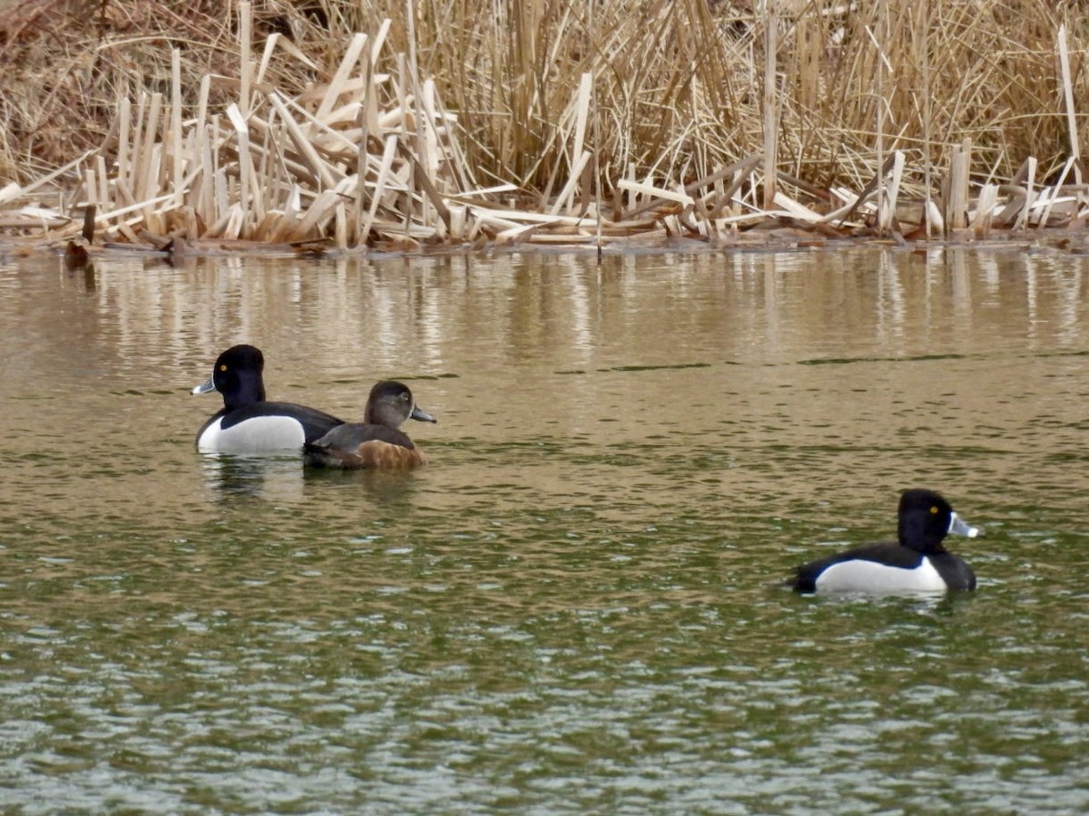 Ring-necked Duck - ML616510906