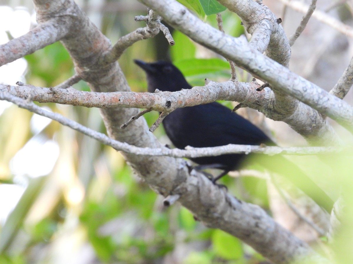 Black Catbird - ML616510908