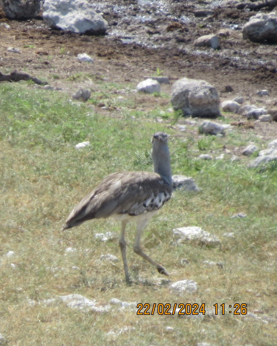 Kori Bustard - ML616510909