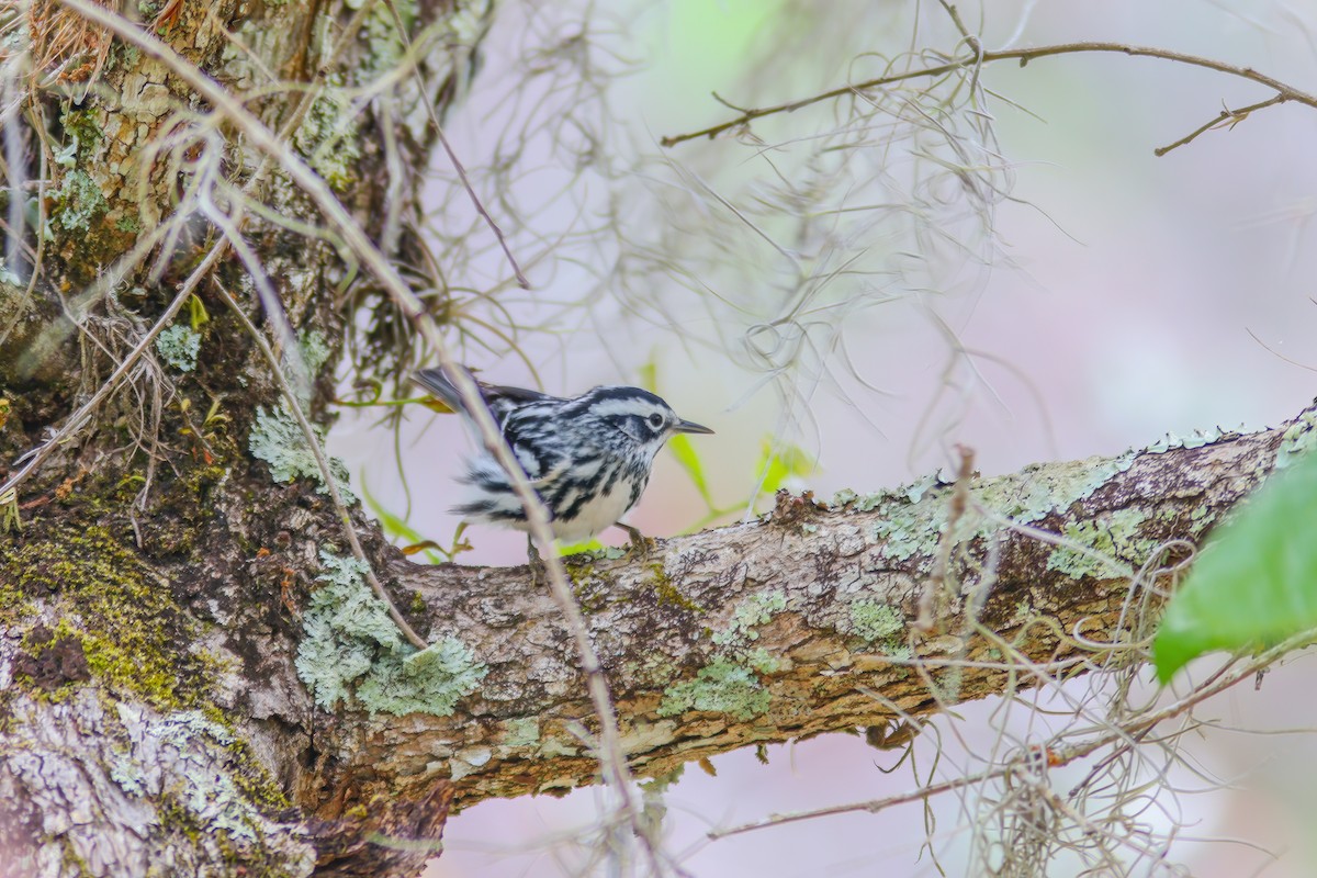 Black-and-white Warbler - ML616511042