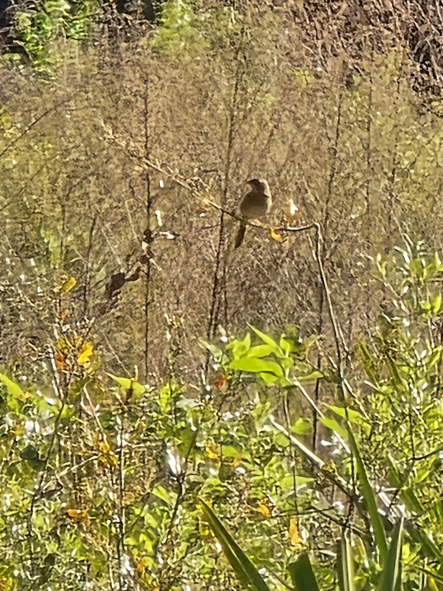 Bachman's Sparrow - Carol Yarnell