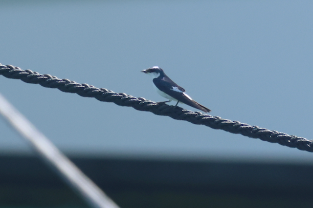 White-winged Swallow - ML616511089