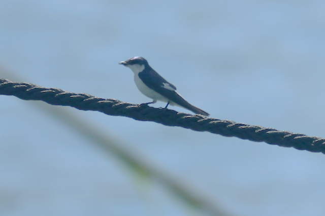 Hirondelle à ailes blanches - ML616511095