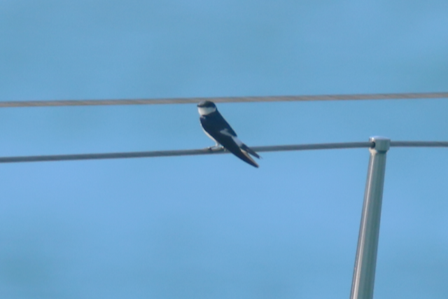 White-winged Swallow - ML616511096