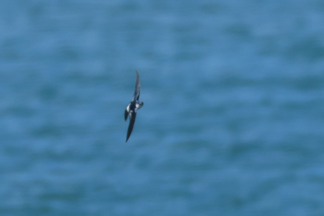 White-winged Swallow - ML616511102