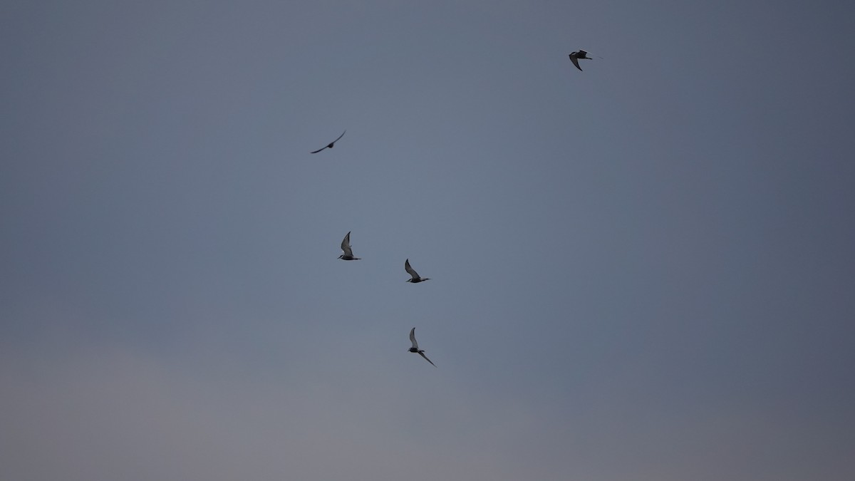 Whiskered Tern - ML616511105