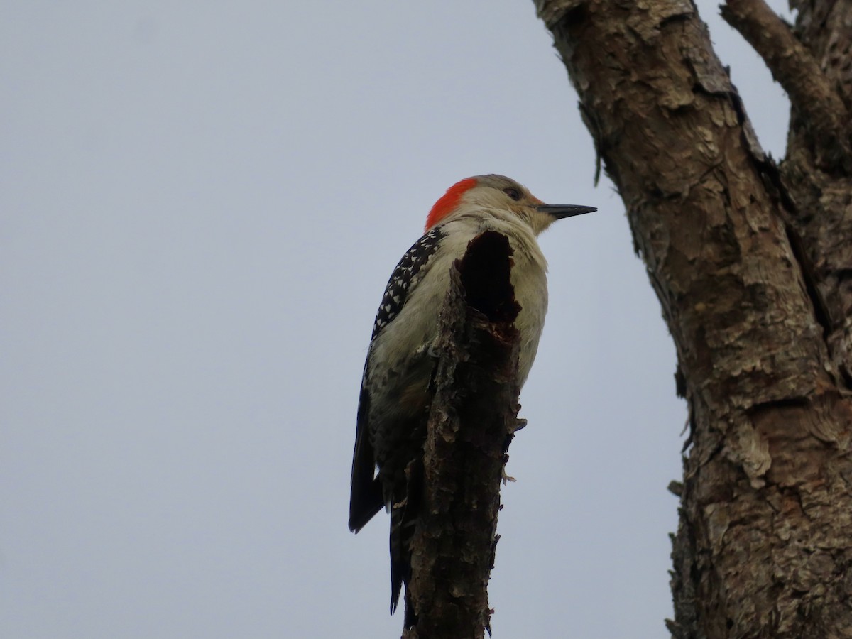 Red-bellied Woodpecker - ML616511112