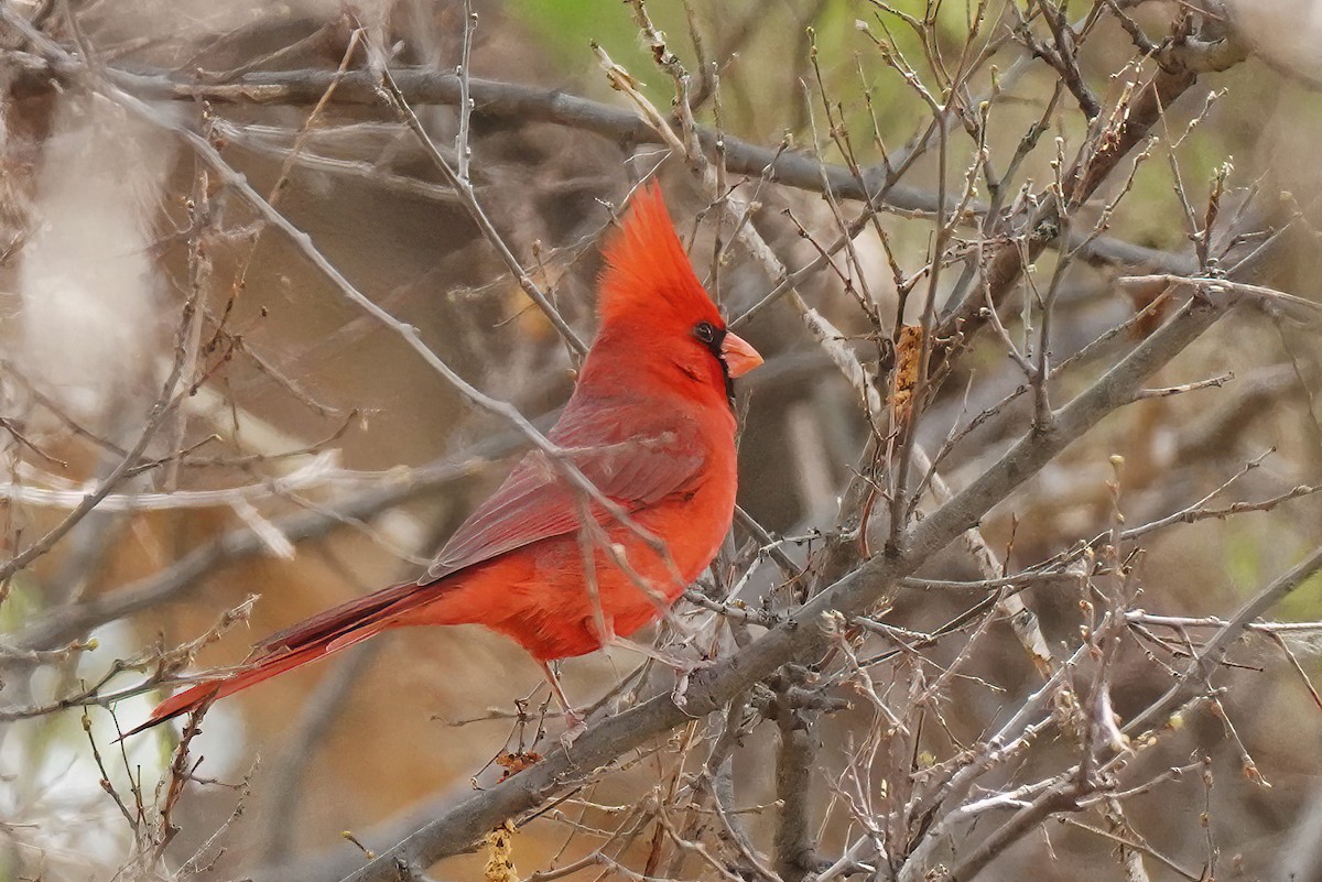 Cardinal rouge - ML616511130