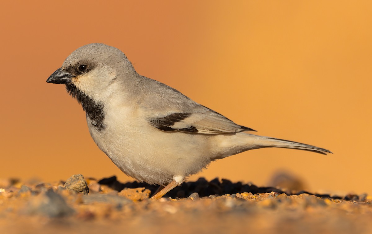 Desert Sparrow - ML616511154