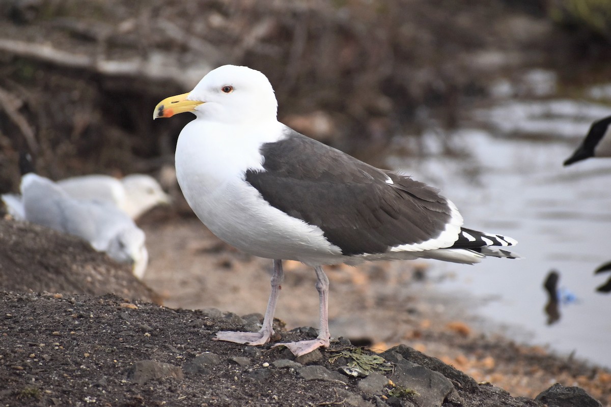 Great Black-backed Gull - ML616511162