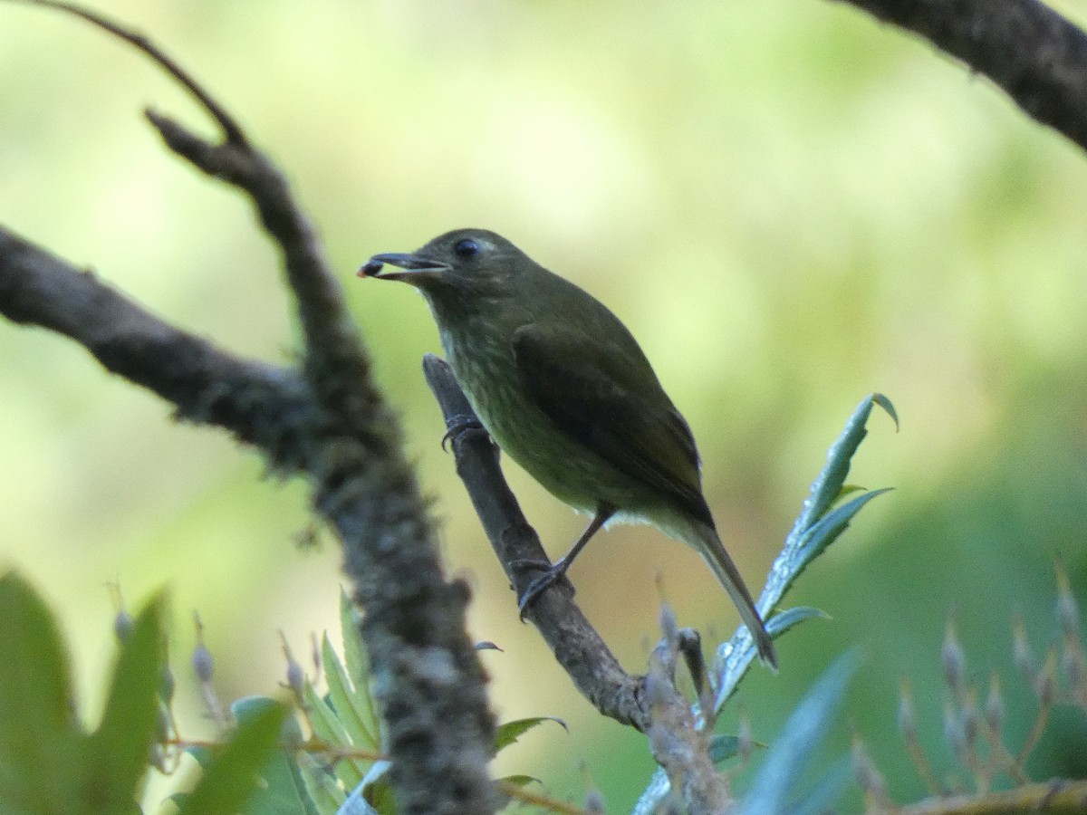 Olive-streaked Flycatcher - ML616511205