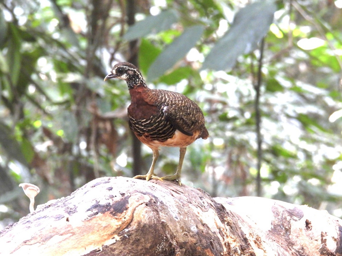 Sabah Partridge - Deb Diane