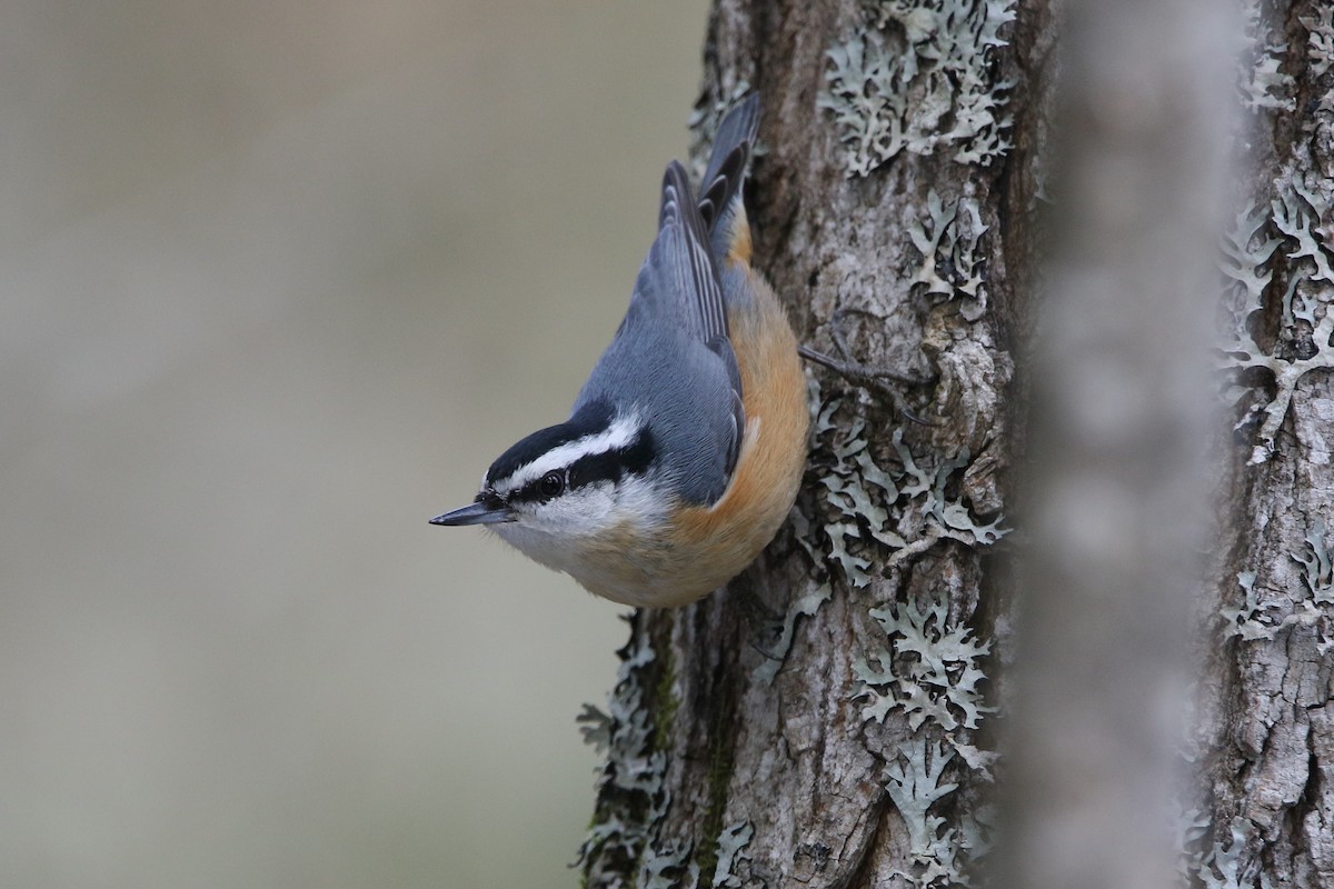 Red-breasted Nuthatch - ML616511262