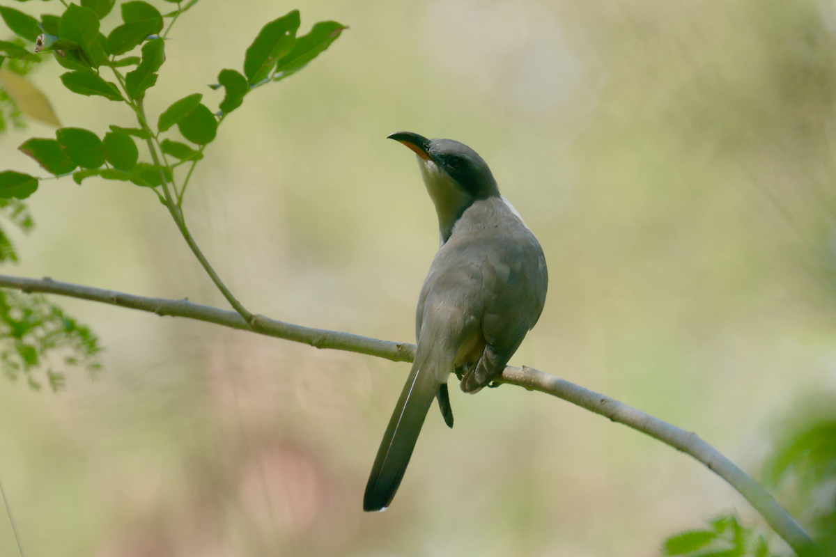 Mangrove Cuckoo - ML616511265