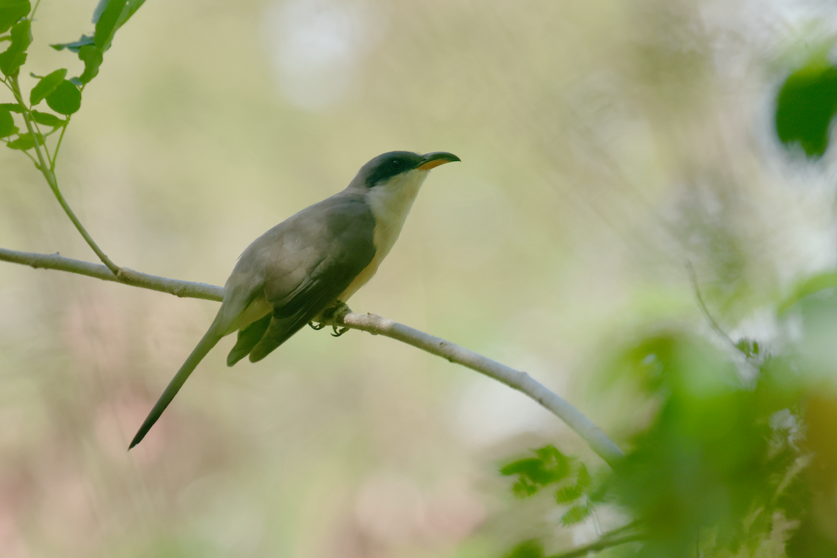 Mangrove Cuckoo - Ryan Terrill