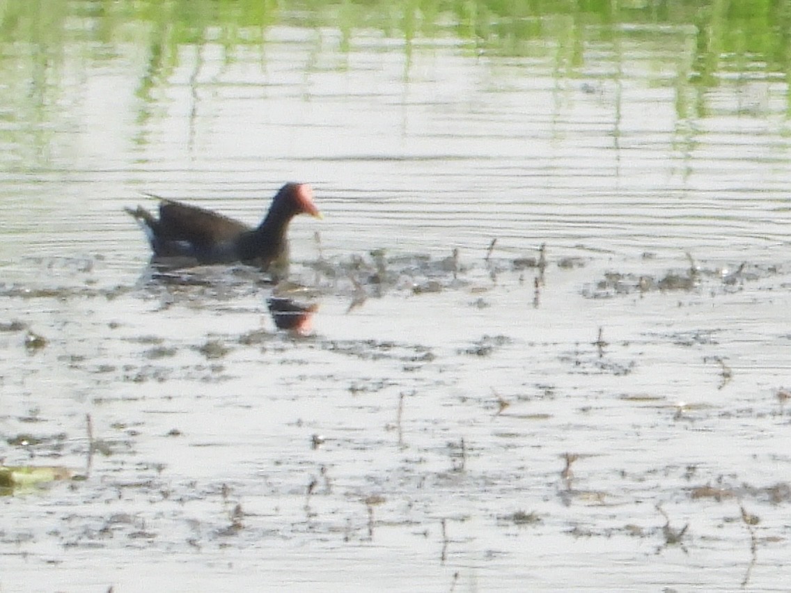 Eurasian Moorhen - ML616511281