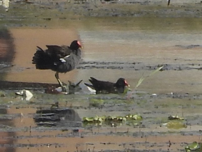 Gallinule poule-d'eau - ML616511282