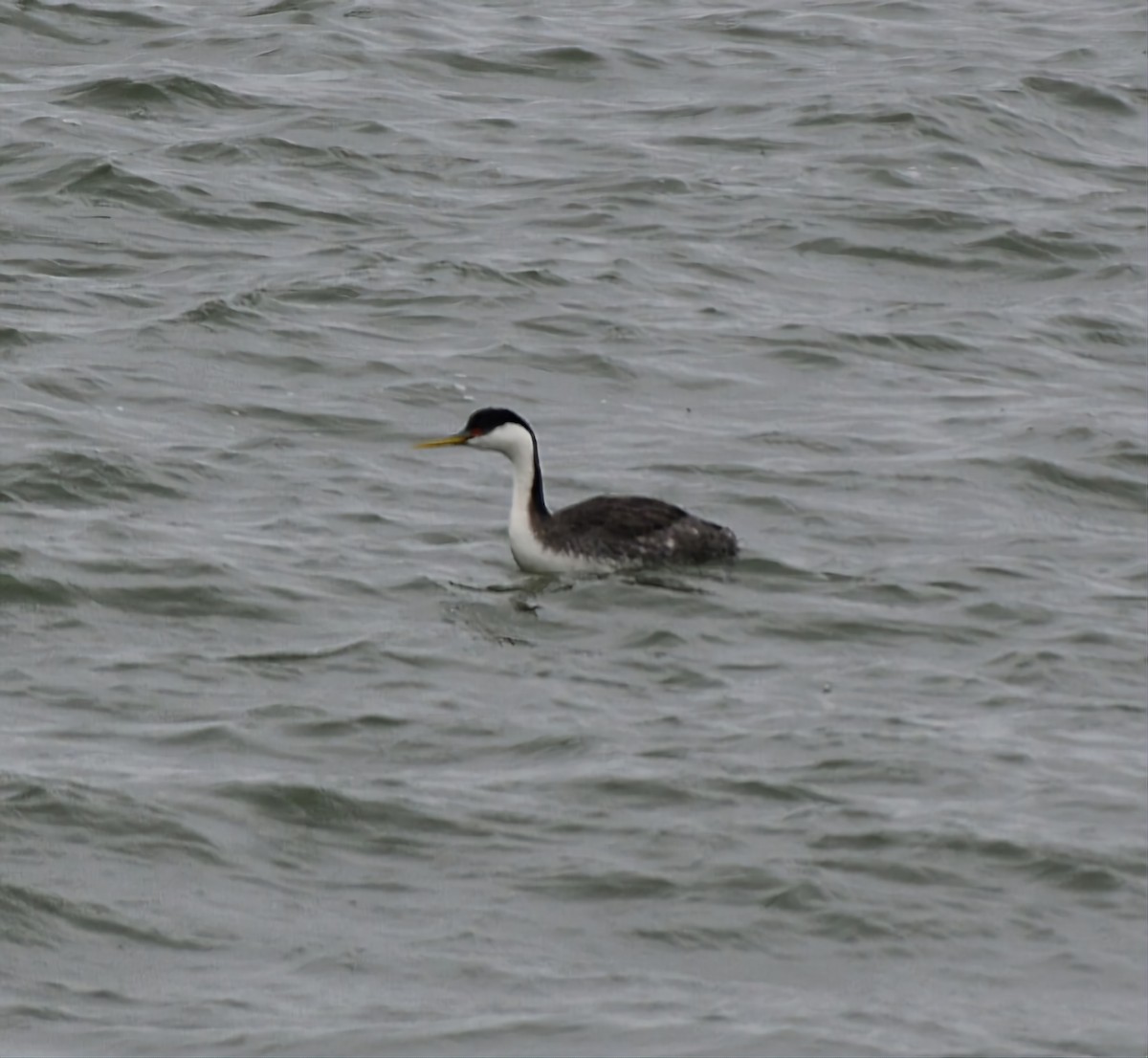 Western Grebe - ML616511289