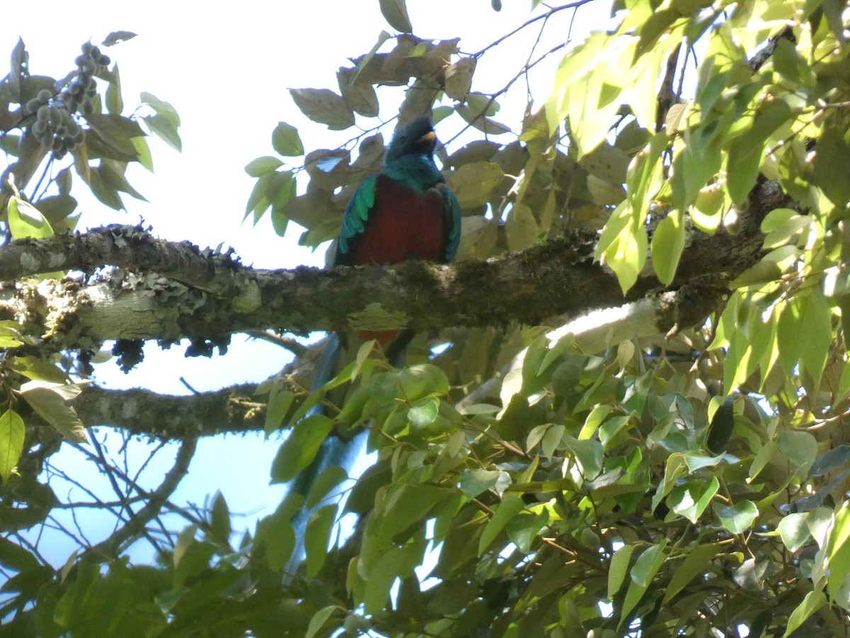 Resplendent Quetzal - ML616511332