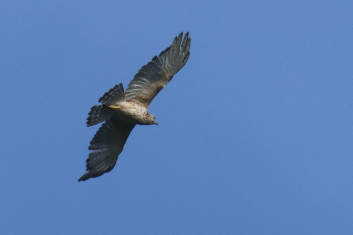 Broad-winged Hawk - Ryan Terrill