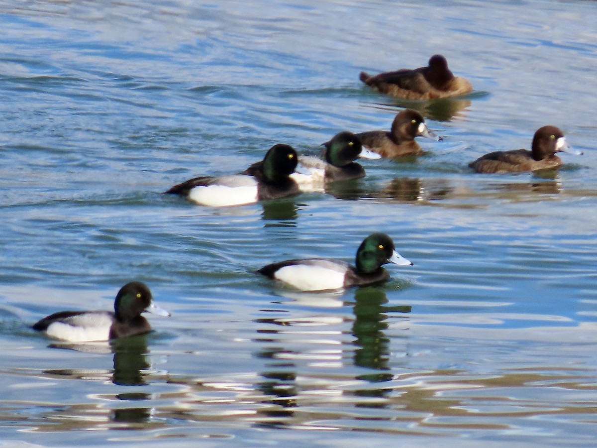 Greater Scaup - ML616511393