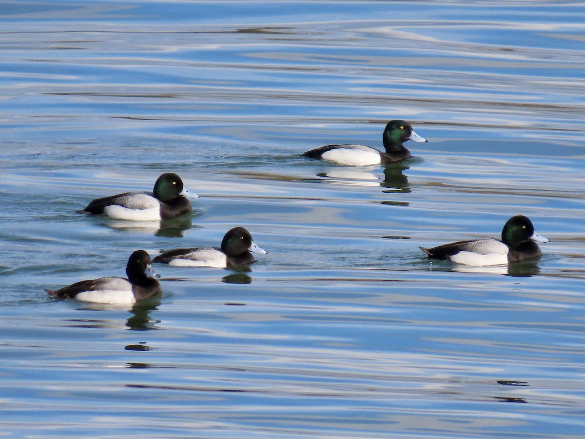 Greater Scaup - ML616511398